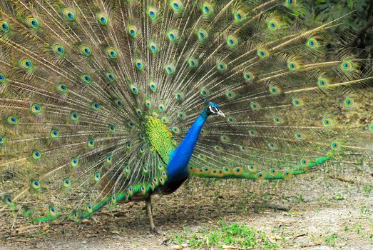 Close-up of Male Indian Peafowl displaying tail feathers