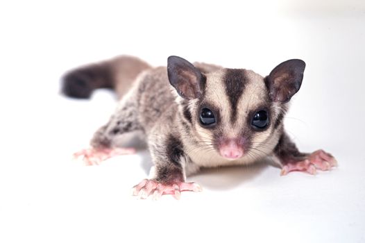 little sugar-glider on white background