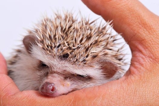 Hedgehog in hand isolate on white background