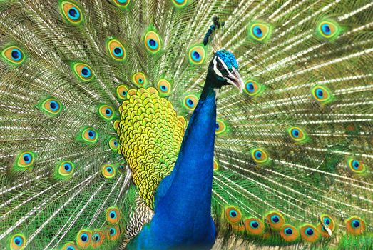 Close-up of Male Indian Peafowl displaying tail feathers