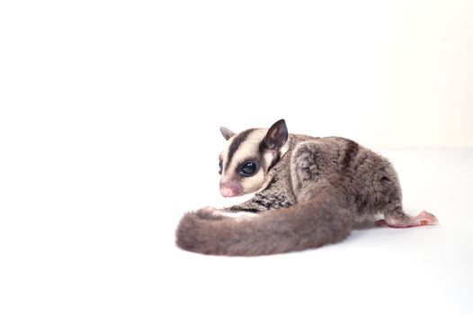 little sugar-glider on white background