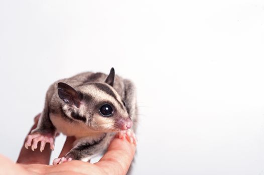 little sugar-glider on white background