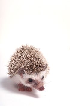 Hedgehog isolate on white background