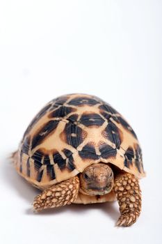 Indian Star Tortoise (Geochelone elegans) isolated on white background.