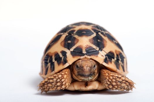 Indian Star Tortoise (Geochelone elegans) isolated on white background.