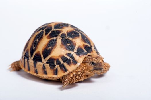 Indian Star Tortoise (Geochelone elegans) isolated on white background.