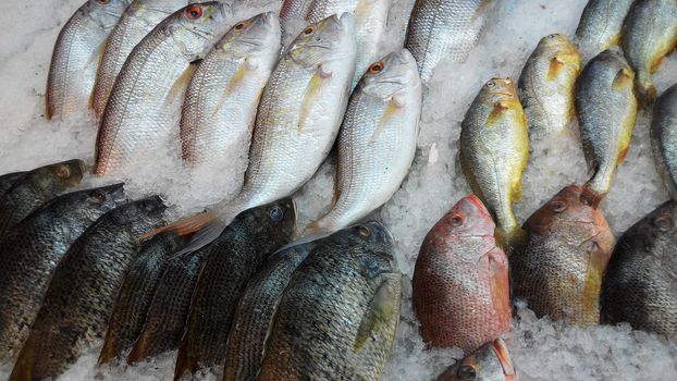 Fresh fishes display in market for sell