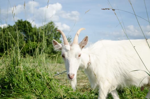 white goat in green summer meadow pasture