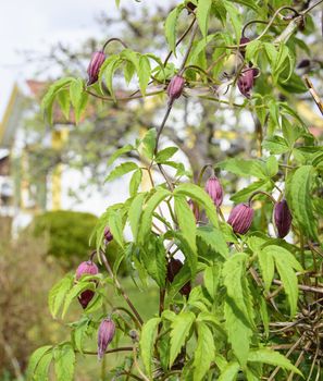 Clematis plant. Clematis with budding flowers and foliage, Stockholm, Sweden in May.
