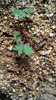 Mimosa pudica is a creeping annual or perennial herb often grown for its curiosity value.