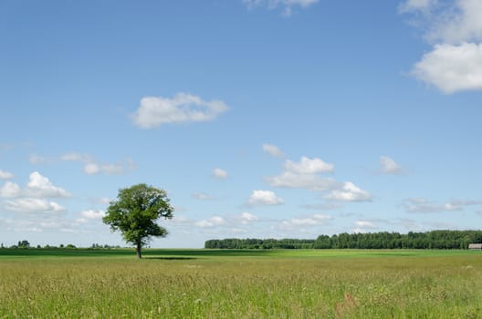 panoramic view of green summer field and lonely big tree on blue sky background