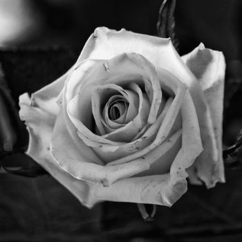 Black and white image of a white rose