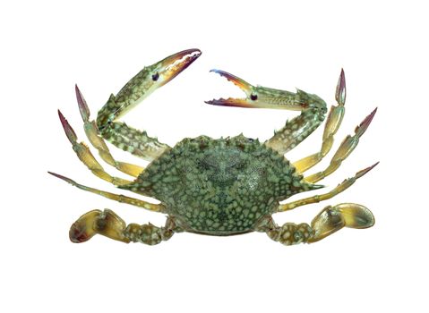 Blue swimmer crab isolated on white background 