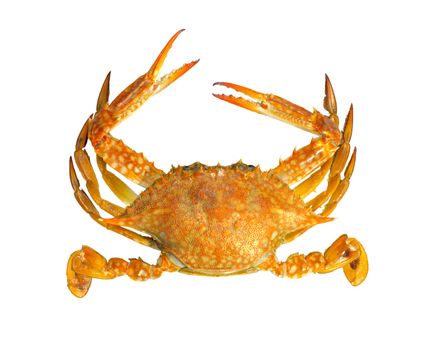 Steamed blue swimmer crab on white background,