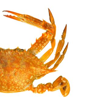 Steamed blue swimmer crab on white background,