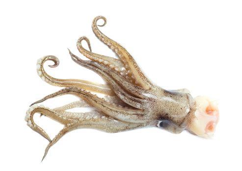 Squid tail isolated on a white background