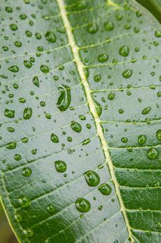 Close up view of Plumeria leaf with water drops