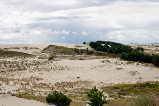 Sand dunes and bushes on Curonian Spit
