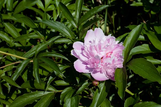 Pink big peony in the garden
