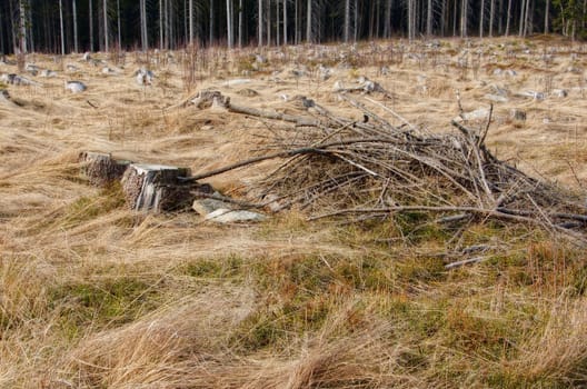 Uncultivated winter plains with lot of branches