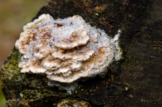 Mushroom on the tree under the snow 