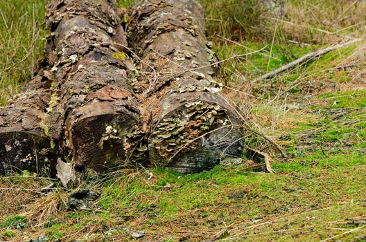 Group of cut trees on the grass plains