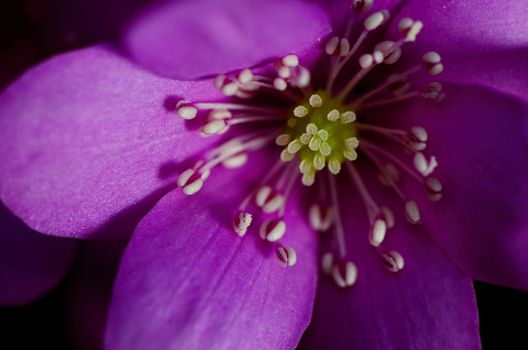 Purple bloom with dew, spring shot, blur background.