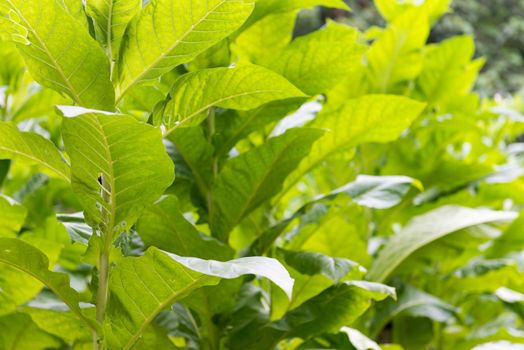 Fresh green tobacco plants with big leaves at a farm