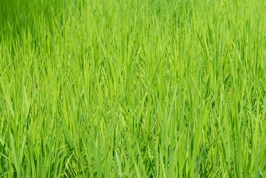 Green rice field background with young rice plants
