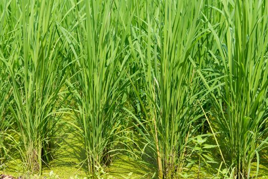 Green rice field background with young rice plants