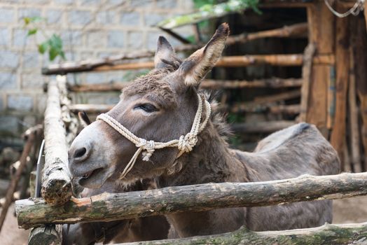 Grey donkey in tis enclosure with rope around the head as halter