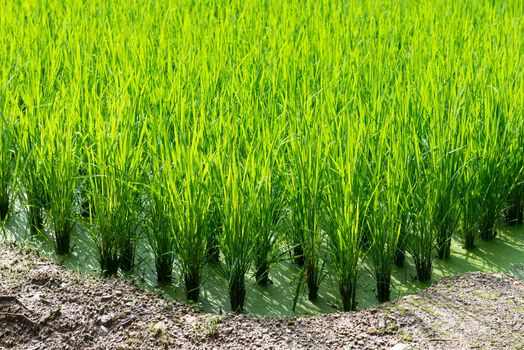 Green rice field background with young rice plants