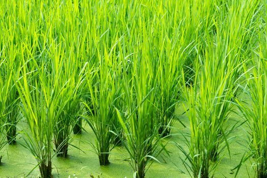 Green rice field background with young rice plants
