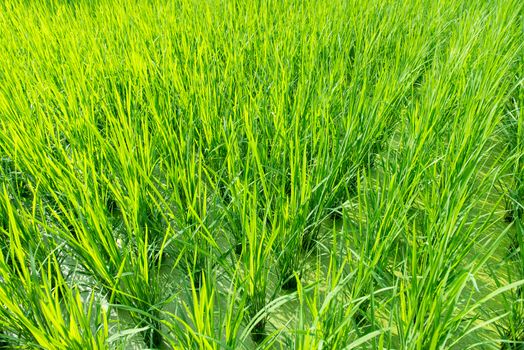 Green rice field background with young rice plants