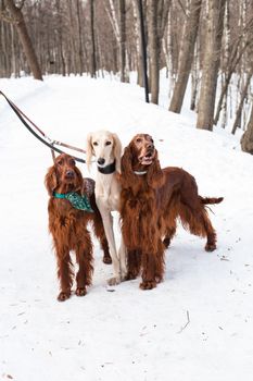 White saluki and two irish setters standing near a person on snow
