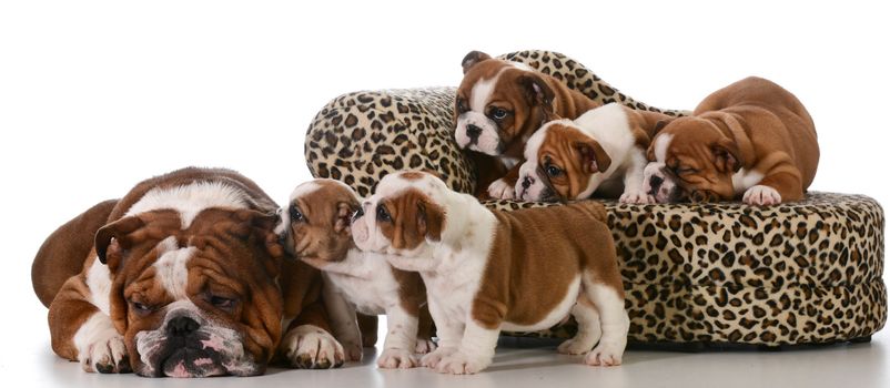 dog family - english bulldog father and five puppies isolated on white background