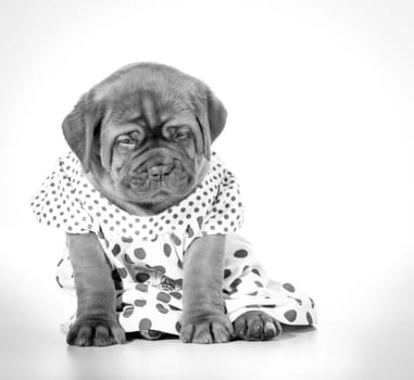 female puppy - dogue de bordeaux wearing a dress - 4 weeks old