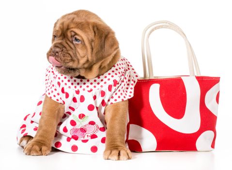 female puppy - dogue de bordeaux wearing a dress - 4 weeks old