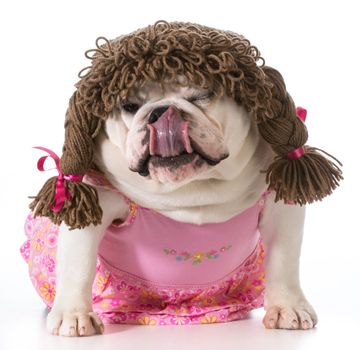 female dog - english bulldog wearing pink dress and pigtail wig isolated on white background