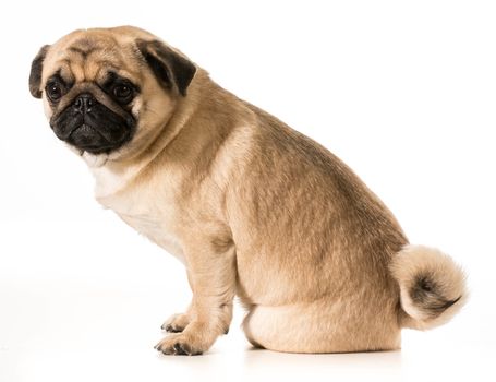 worried dog - pug with worried expression sitting on white background