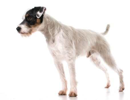 jack russel terrier standing