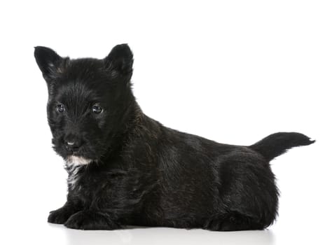 scottish terrier puppy sitting isolated on white background