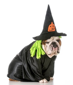 english bulldog wearing witch costume