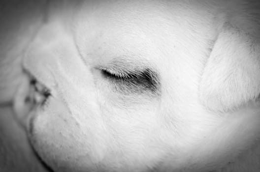 newborn puppy - three week old english bulldog