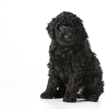 barbet puppy sitting looking at viewer - 7 weeks old