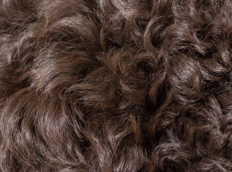 curly dog hair texture