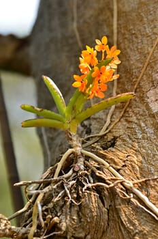 orchid as floral background