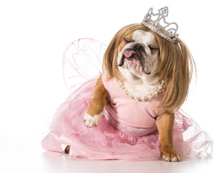 spoiled dog - english bulldog wearing princess costume
