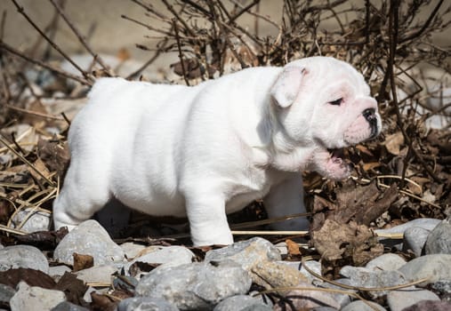 english bulldog puppy outside playing in the leaves