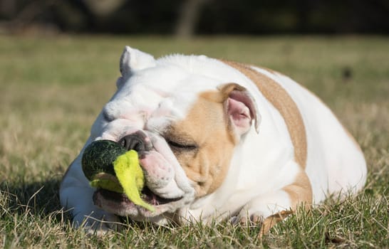 english bulldog playing with tennis ball outside in the grass